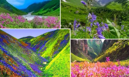 VALLEY OF FLOWERS