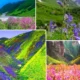 VALLEY OF FLOWERS